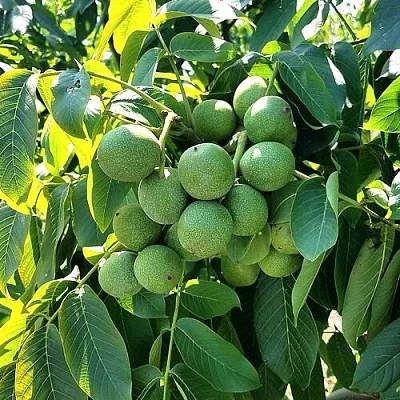 Грецкий орех  ИЗЯЩНЫЙ  Грецкий орех  ИЗЯЩНЫЙ в Воронеже