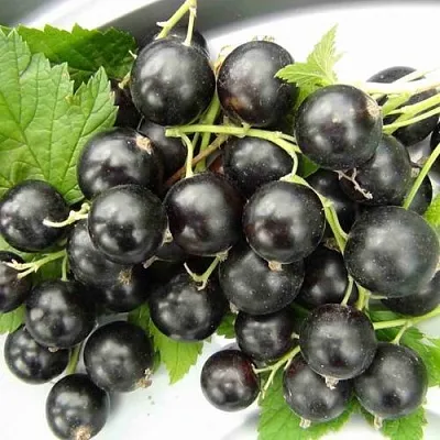 Смородина черная ТИТАНИЯ в Воронеже