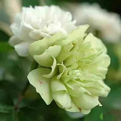 Саженцы роз ГРИН АЙС миниатюрная в Воронеже