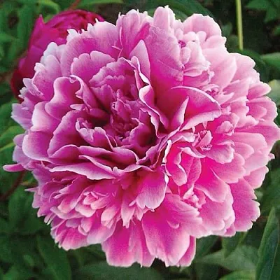 Пион ПУРПУРНАЯ ФЕЕРИЯ травянистый  Пион ПУРПУРНАЯ ФЕЕРИЯ травянистый в Воронеже