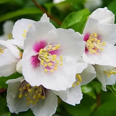 Жасмин БЕЛЬ ЭТУАЛЬ  Жасмин БЕЛЬ ЭТУАЛЬ в Воронеже