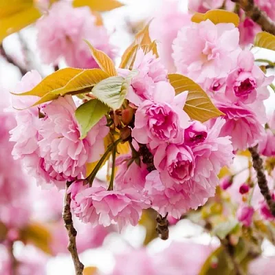 Сакура КАНЗАН  Сакура КАНЗАН в Воронеже