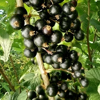 Смородина черная БЕН ТИРЕН в Воронеже