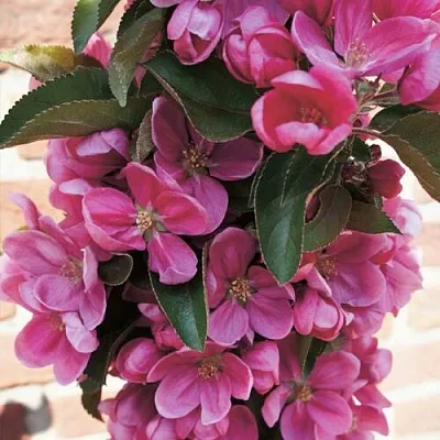 Яблоня ЗЕЛЁНЫЙ БУКЕТ декоративная  Яблоня ЗЕЛЁНЫЙ БУКЕТ декоративная в Воронеже