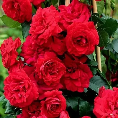 Саженцы роз АМАДЕУС плетистая  Саженцы роз АМАДЕУС плетистая в Воронеже