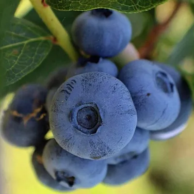 Средние сорта в Воронеже