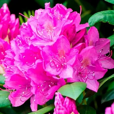 Азалия ПУРПУРТРАУМ японская  Азалия ПУРПУРТРАУМ японская в Воронеже