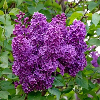 Сирень СУМЕРКИ  Сирень СУМЕРКИ в Воронеже