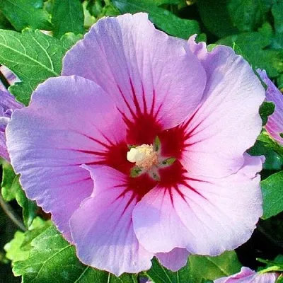 Гибискус ПИНК ФЛИРТ сирийский  Гибискус ПИНК ФЛИРТ сирийский в Воронеже