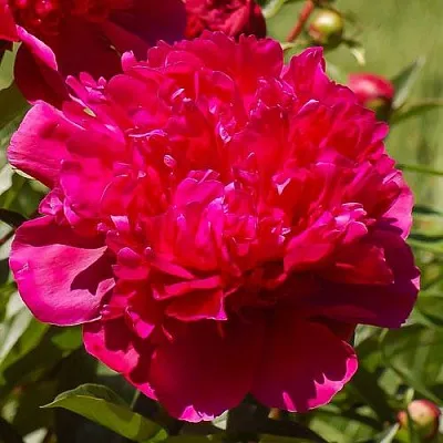 Пион БИГ БЕН травянистый  Пион БИГ БЕН травянистый в Воронеже