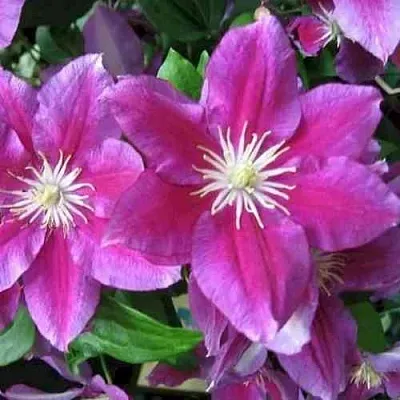 Клематис ХАНИЯ  Клематис ХАНИЯ в Воронеже