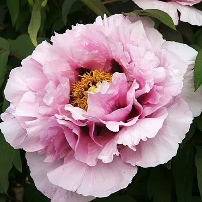 Пион РОЗОВАЯ РЕКА древовидный  Пион РОЗОВАЯ РЕКА древовидный в Воронеже