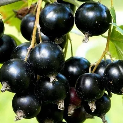 Смородина чёрная СОКРОВИЩЕ в Воронеже