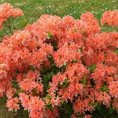 Рододендрон ЯПОНСКИЙ ОРАНЖЕВЫЙ  Рододендрон ЯПОНСКИЙ ОРАНЖЕВЫЙ в Воронеже