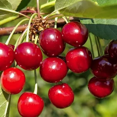 Вишня ЛЮБСКАЯ  Вишня ЛЮБСКАЯ в Воронеже