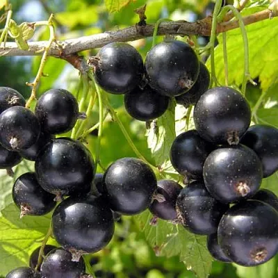 Смородина черная ГАМАЮН в Воронеже