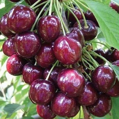 Черешня СЭМ колонновидная  Черешня СЭМ колонновидная в Воронеже