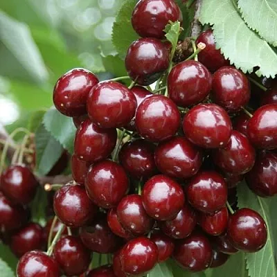 Черешня СИЛЬВИЯ колоновидная  Черешня СИЛЬВИЯ колоновидная в Воронеже