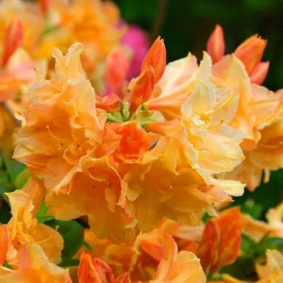 Азалия ЧАРДАШ листопадная  Азалия ЧАРДАШ листопадная в Воронеже