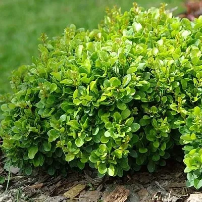 Барбарис КОБОЛЬД тунберга  Барбарис КОБОЛЬД тунберга в Воронеже