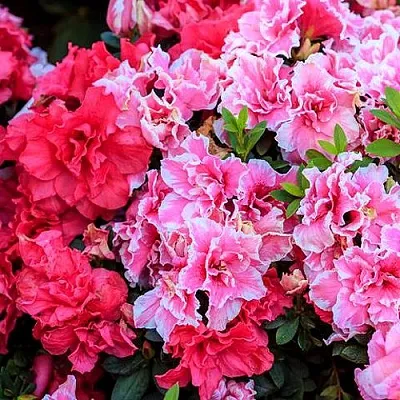 Декоративные растения  Декоративные растения в Воронеже