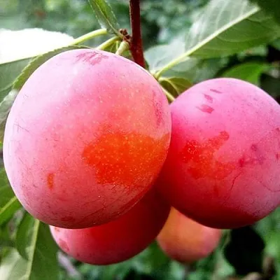 Слива КОМЕТА  Слива КОМЕТА в Воронеже