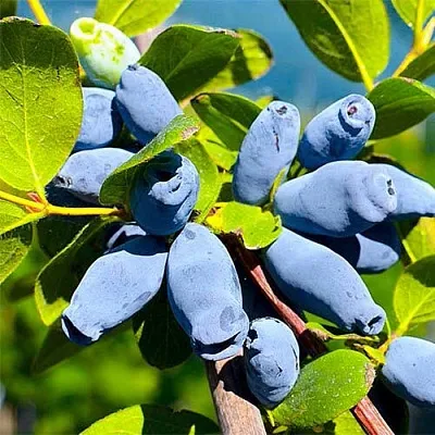 Жимолость съедобная АВРОРА в Воронеже