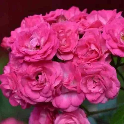 Саженцы роз ДИНКИ мускусная в Воронеже