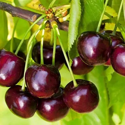 Черешня ИПУТЬ  Черешня ИПУТЬ в Воронеже