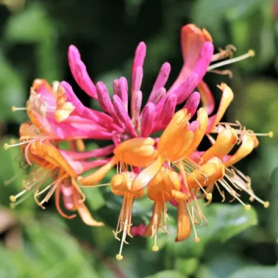 Жимолость ГЕКРОТА в Воронеже