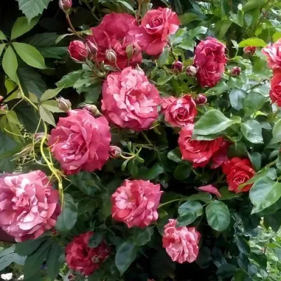 Саженцы роз БРАУНИ плетистая — описание сорта Саженцы роз БРАУНИ плетистая в Воронеже