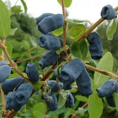 Жимолость съедобная ПУШКИНСКАЯ в Воронеже