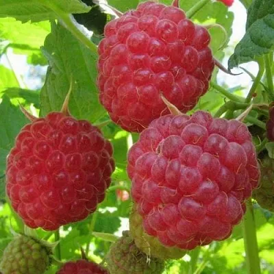 Малина НОВОСТЬ КУЗЬМИНА  в Воронеже