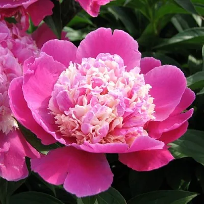 Пион КОРА СТАББС травянистый  Пион КОРА СТАББС травянистый в Воронеже