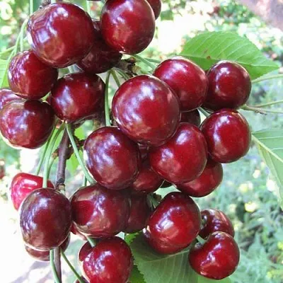 Черешня ОДРИНКА  Черешня ОДРИНКА в Воронеже