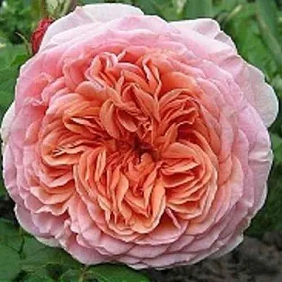 Саженцы роз АБРАХАМ ДЕРБИ английская в Воронеже