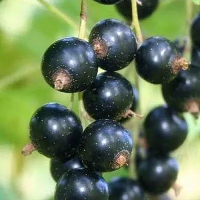 Смородина черная СТРЕЛЕЦ в Воронеже