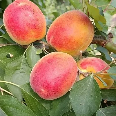 Абрикос ОСОБЕННЫЙ ДЕНИСЮКА  Абрикос ОСОБЕННЫЙ ДЕНИСЮКА в Воронеже