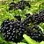 Бузина черная БАГАЦЦЕ  Бузина черная БАГАЦЦЕ в Воронеже