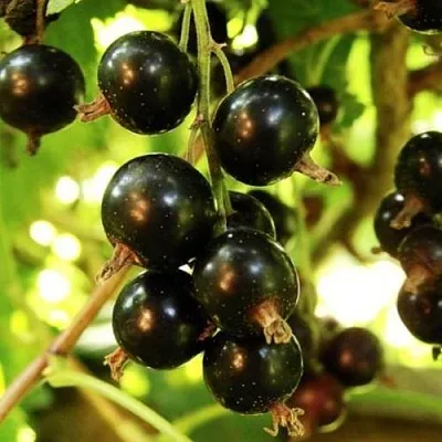 Смородина чёрная НАРА в Воронеже