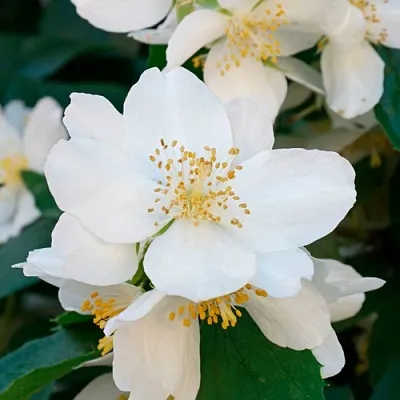 Жасмин ЮСТИНКА  Жасмин ЮСТИНКА в Воронеже