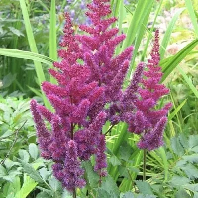 Астильба КАРАОКЕ ПАРТИ китайская  Астильба КАРАОКЕ ПАРТИ китайская в Воронеже