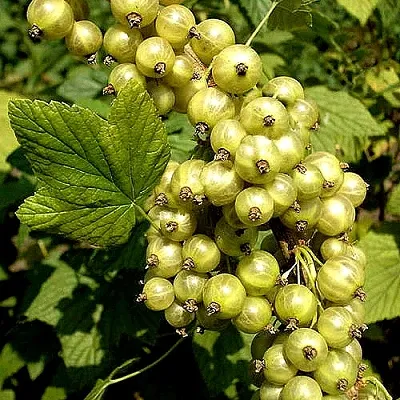 Смородина зеленоплодная СНЕЖНАЯ КОРОЛЕВА в Воронеже