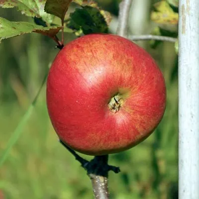 Яблоня ДЫЯМЕНТ в Воронеже