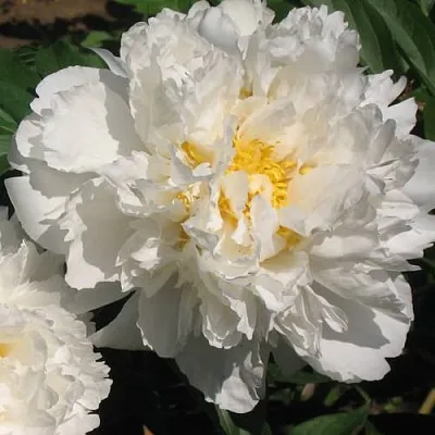 Пион БОУЛ ОФ КРИМ травянистый  Пион БОУЛ ОФ КРИМ травянистый в Воронеже