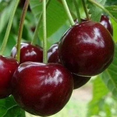 Вишня МИЛАВИЦА  Вишня МИЛАВИЦА в Воронеже