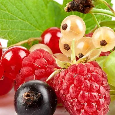 Плодовые кустарники  Плодовые кустарники в Воронеже