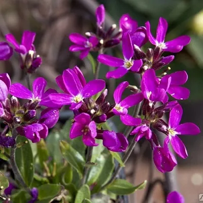 Арабис РОУЗ делайт  Арабис РОУЗ делайт в Воронеже