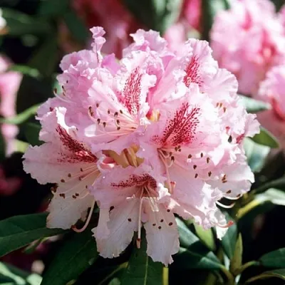 Рододендрон ЧИР  Рододендрон ЧИР в Воронеже