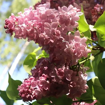 Сирень МЕДОВЫЙ СПАС  Сирень МЕДОВЫЙ СПАС в Воронеже